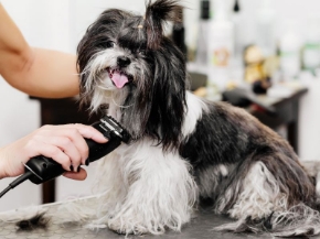 Picture for category Grooming Supplies